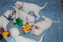 Click for large image