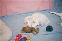 Click for large image