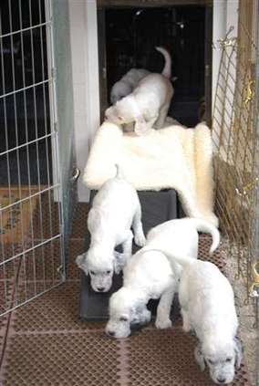 Click for large image