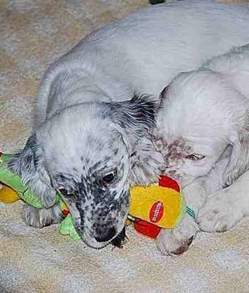 Click for large image