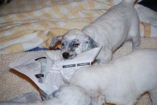 Click for large image