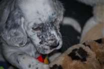 Click for large image