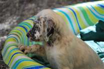 Click for large image