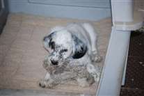 Click for large image