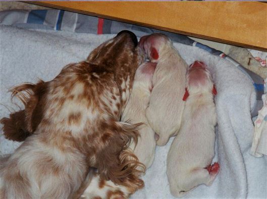 Click for large image