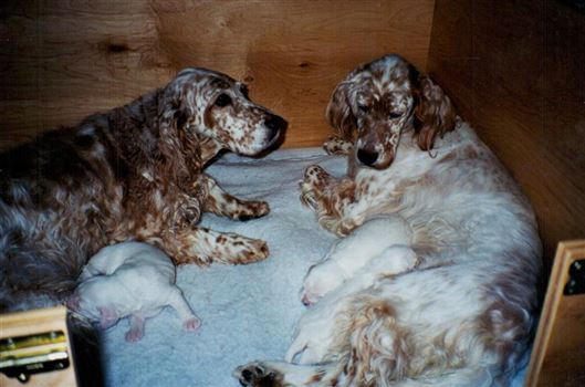 Click for large image