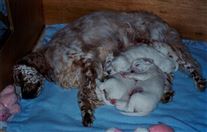 Click for large image